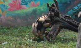 食蚁兽视频,揭秘它们的独特饮食习惯与生存智慧